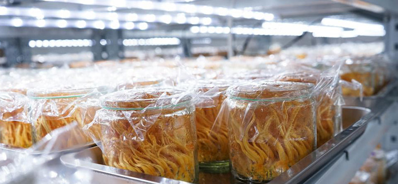 康能生物蛹虫草培育