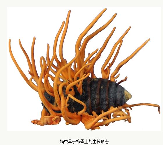 蛹虫草于柞蚕上的生长形态
