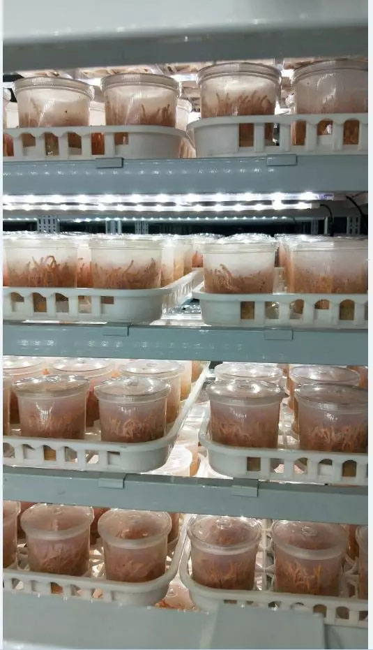 康能生物蛹虫草培育