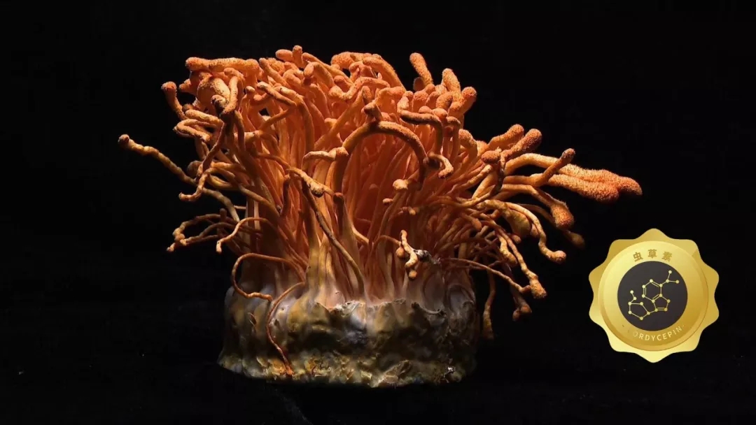 蛹虫草子实体含虫草素 蛹虫草子实体含虫草素
