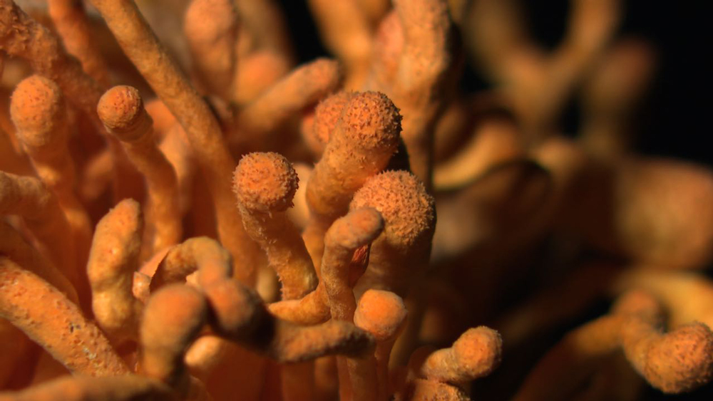 蛹虫草美图 蛹虫草美图