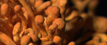 蛹虫草子实体细节图