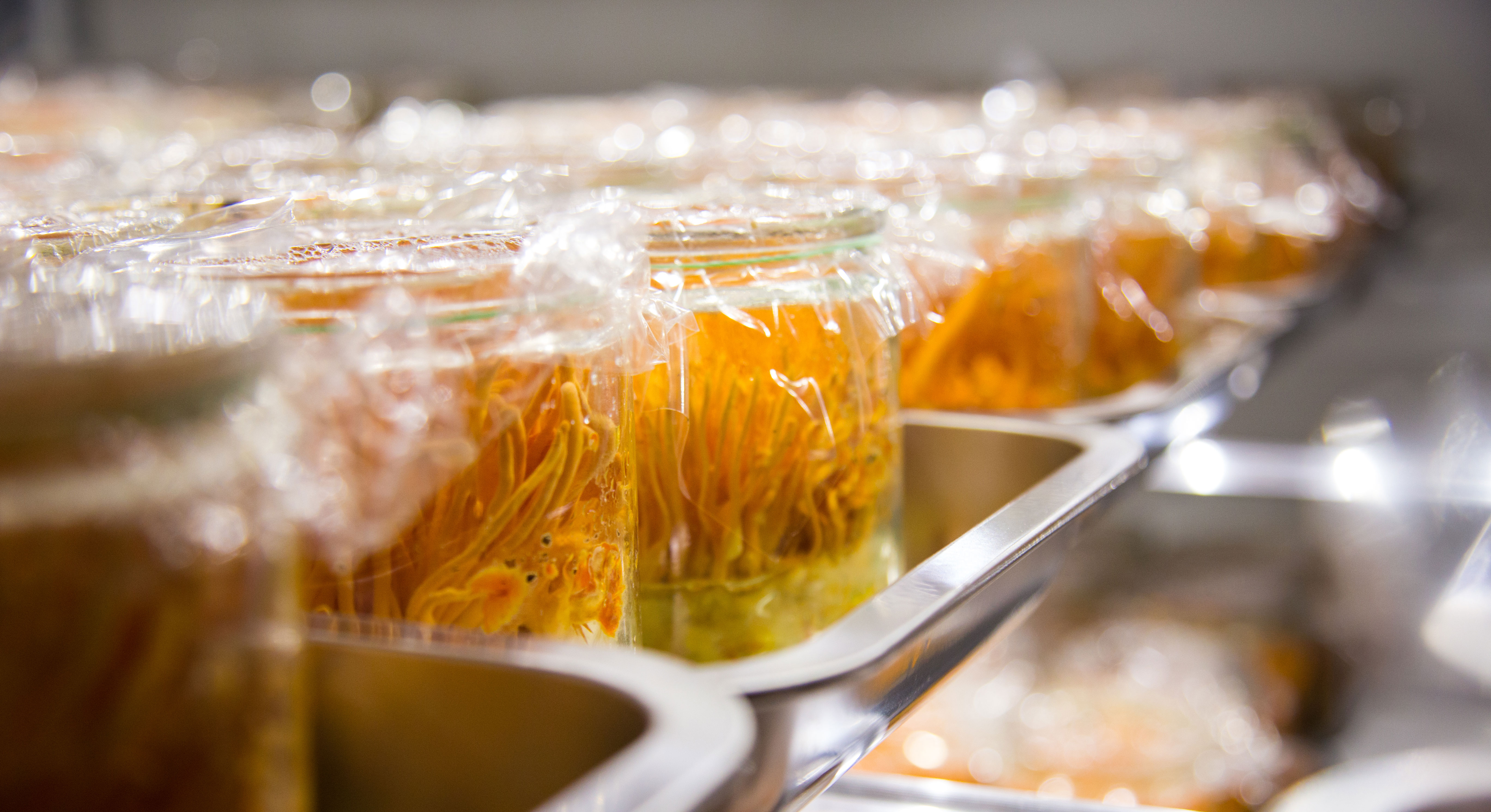 蛹虫草培育室 蛹虫草培育室