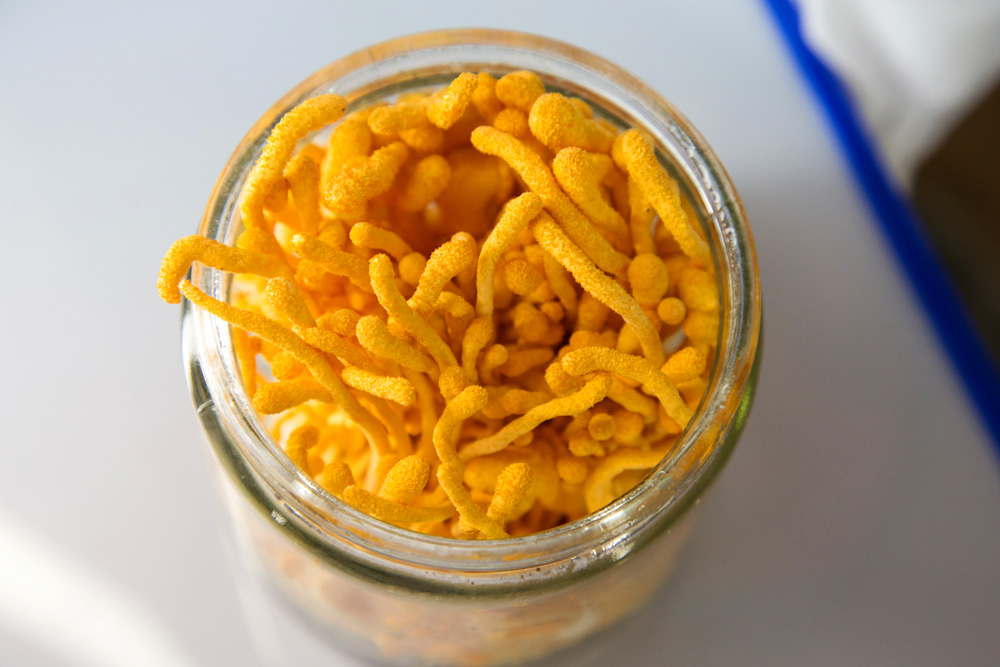 蛹虫草培育 蛹虫草培育