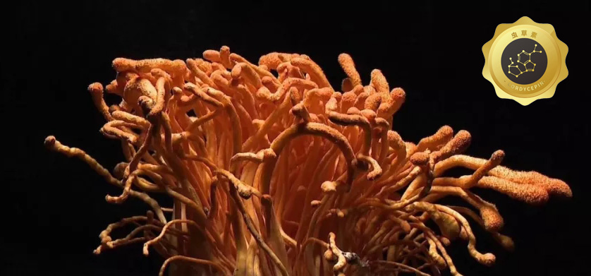 蛹虫草和虫草素