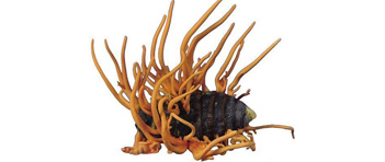 野生蛹虫草 野生蛹虫草