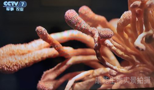 蛹虫草实拍图