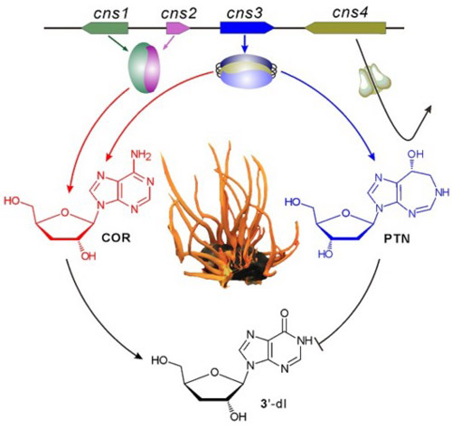虫草素与喷司他丁合成机制