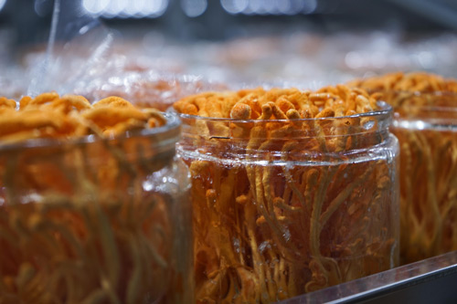 培育室中的蛹虫草