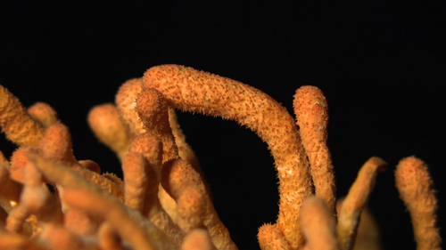 蛹虫草（虫草花）