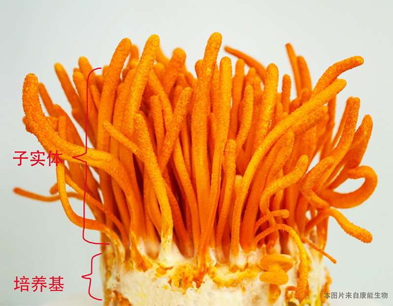 蛹虫草培养基和子实体