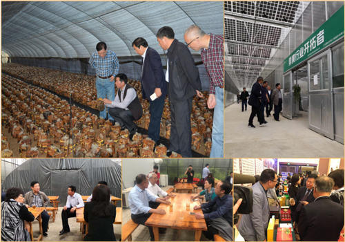 李玉院士探访桑黄基地